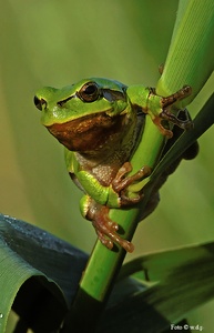 Mein Freund Kermit