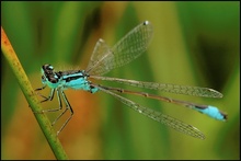 Pechlibelle (Ischnura elegans)