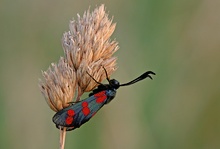 ND Blutströpfchen ( Zygaena filipendulae )