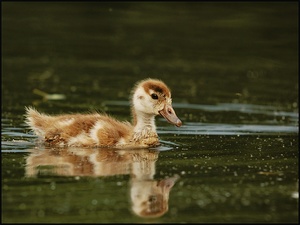 Nilgans (Alopochen aegyptiacus)