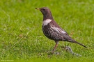 Ringdrossel - Turdus torquatus L. (ND) 2/2
