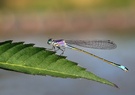 Pechlibelle