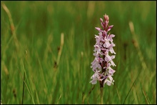 Geflecktes Knabenkraut (Dactylorhiza maculata agg)