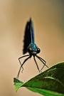 Prachtlibelle ND