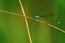 Grosse Pechlibelle (ischnura elegans) ND