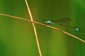 Grosse Pechlibelle (ischnura elegans) ND