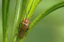 Roter Fliegenkäfer (Cantharis rufa)