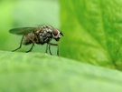 Fliege - ND
