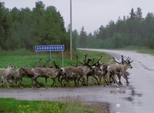 ND / Rentiere auf dem Weg zum Frühstück