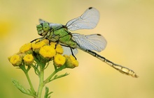 ND Grüne Keiljungfer (Ophiogomphus cecilia)