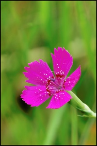 Heidenelke (Dianthus deltoides)