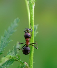 Besiegt