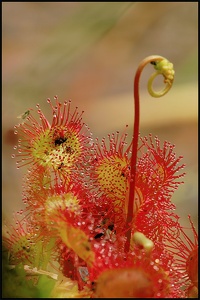 Rundblättriger Sonnentau (Drosera rotundifolia)