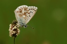 polyommatus coridon [ND]