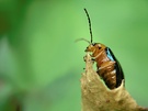 Triplax aenea
