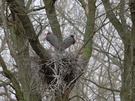 "psssst" , sie sind wieder da ...