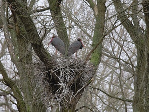 "psssst" , sie sind wieder da ...