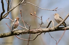 Buchfink Pärchen