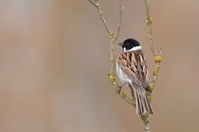 Die Rohrammer (auch Rohrspatz, emberiza schoeniclus)