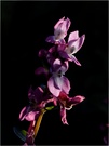 Lerchensporn