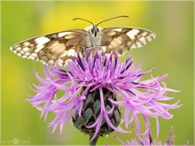 Schachbrettfalter - Melanargia galathea