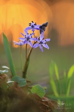 Scilla bifolia