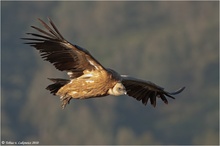 Gänsegeier im Anflug