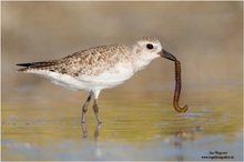 Kiebitzregenpfeifer (Pluvialis squatarola) Grey Plover