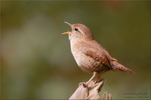 Zaunkönig (Troglodytes troglodytes)