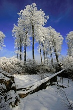 Winter am Albrechtsberg / Wittgensteiner Land