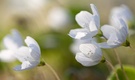 Nur Blüten