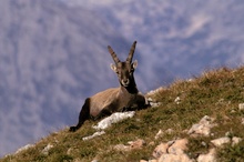 Steinbock