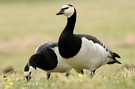 Weißwangengänse (Branta leucopsis)