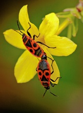 Liebe im Frühling...