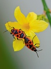 SchwarzRotGold...