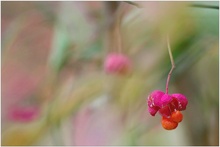 Pfaffenhütchen (Euonymus europaea)