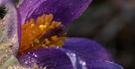 PULSATILLA 1