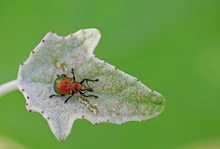 Rüsselkäfer an Blatt