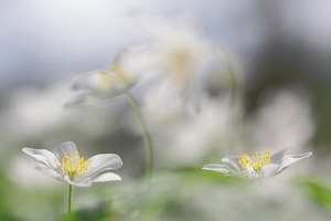 anemone nemorosa - the next generation