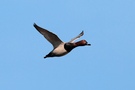 Vorbeiflug