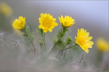 Frühlings-Adonisröschen (Adonis vernalis)