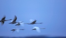 singschwäne auf anderer art