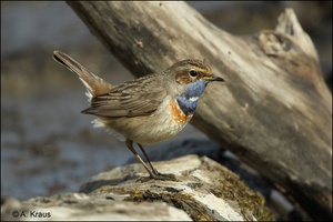 Blaukehlchen