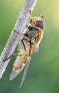 Syrphus ribesii