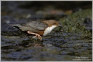 Wasseramsel bei der Jagd