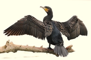 Kormoran