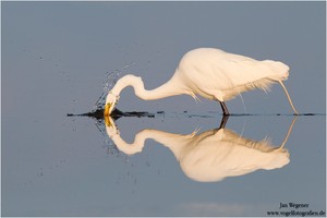 Silberreiher (Casmerodius albus) Great Egret