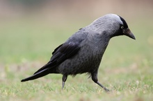 Dohle (Corvus monedula)