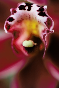 Orchidee