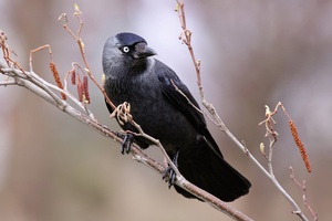 Dohle (Corvus monedula)